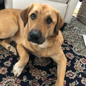 Meet your Posher, Leila